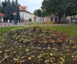 Rośliny posadzone, brakuje tylko kilku elementów. Skwer dr. Kuźniaka w Lesznie prawie gotowy