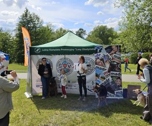 Festiwal Przyjaciół Zwierząt w Olsztynie. Park Centralny opanowały radosne pieski