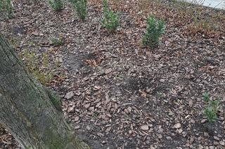 Złoty szlak tonie w psich odchodach