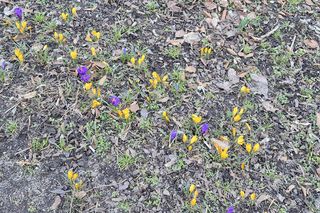 Pierwsze oznaki wiosny w Olsztynie. W mieście są już pąki na drzewach