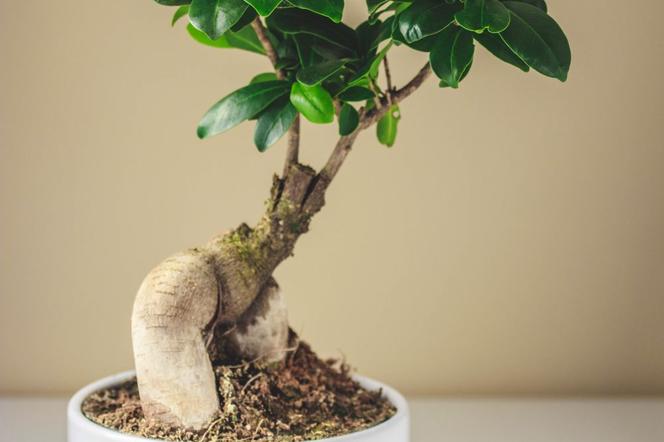 Ficus microcarpa 'Ginseng'