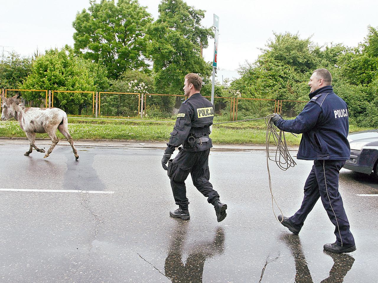 Polowanie na osła