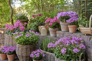 Deszcz zalewa pelargonie? Sprawdź, jak uratować zalane pelargonie