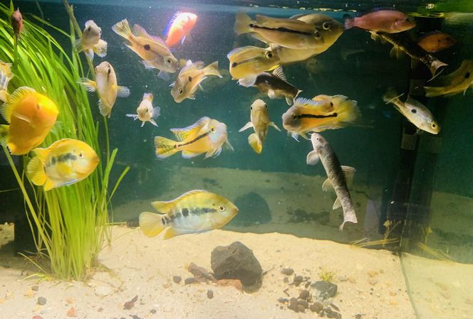 Rozmawiamy z Tomaszem Wiśniewskim, założycielem Aqua Dreams Bydgoszcz