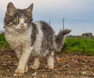 Kastrowanie bezdomnych kotów w Bydgoszczy. Wolno żyjących zwierząt w mieście wciąż przybywa