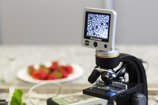 Badacze ZUT szczepią truskawki