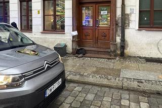 Bóbr przy ul. Odrzańskiej w centrum Wrocławia. Był zdrowy, ale przestraszony