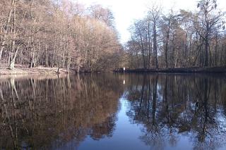 Trwa zbieranie podpisów pod petycją wyłączenia obwodów łowieckich z toruńskich lasów