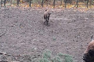 Młodą żubrzyczką w bydgoskim zoo opiekują się babcia i mama. Ona jest od chmur zawracania!