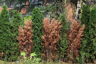 Wymieszaj z wodą i przez cały marzec podlewaj tym tuje. Iglaki przestaną brązowieć i zaczną szybciej rosnąć. Nawożenie tui