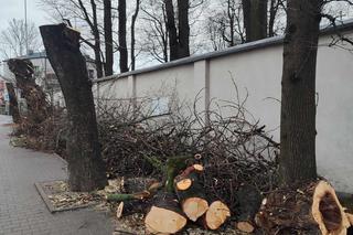 Nowa ścieżka rowerowa na al. 29 Listopada. Skończyło się rzezią drzew