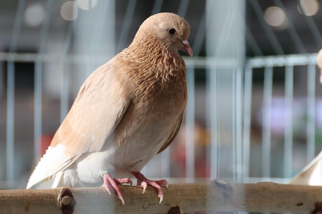 ZooPark ponownie przyciągnął do Targów Lublin tłumy miłośników zwierząt
