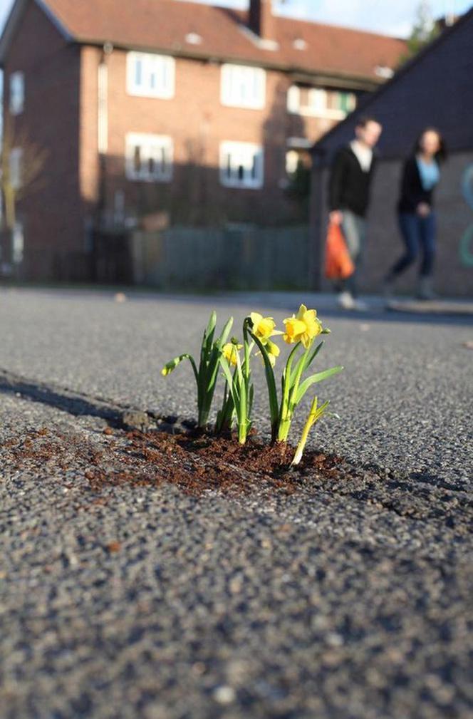 Sadzi kwiatki w dziurach na drodze