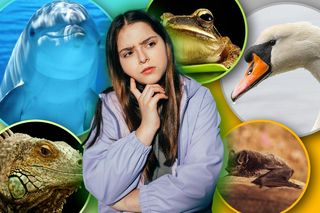 Quiz. Ptak czy ssak? A może jednak owad? Sprawdź czy uważałeś na lekcjach biologii