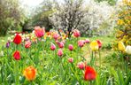 Kwitnące tulipany w maju