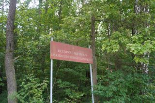 Las Kabacki w Warszawie