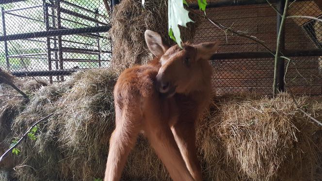 Mała samiczka łosia zgubiła mamę. Schronienie znalazła w bydgoski zoo [ZDJĘCIA, WIDEO]