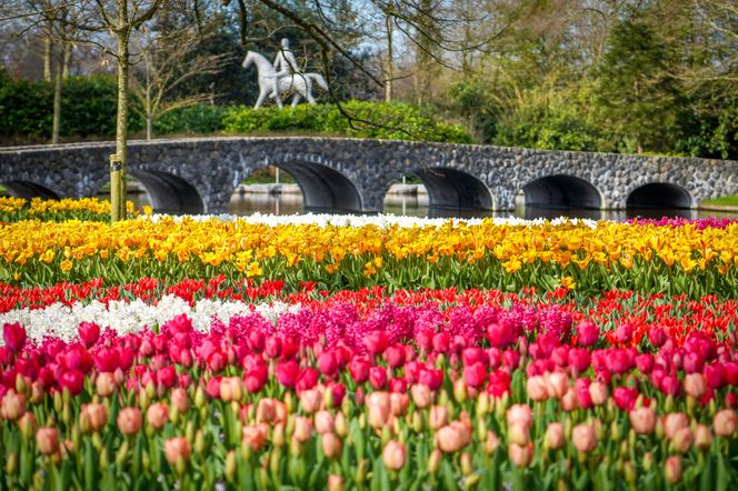 Ogród Keukenhof w Holandii