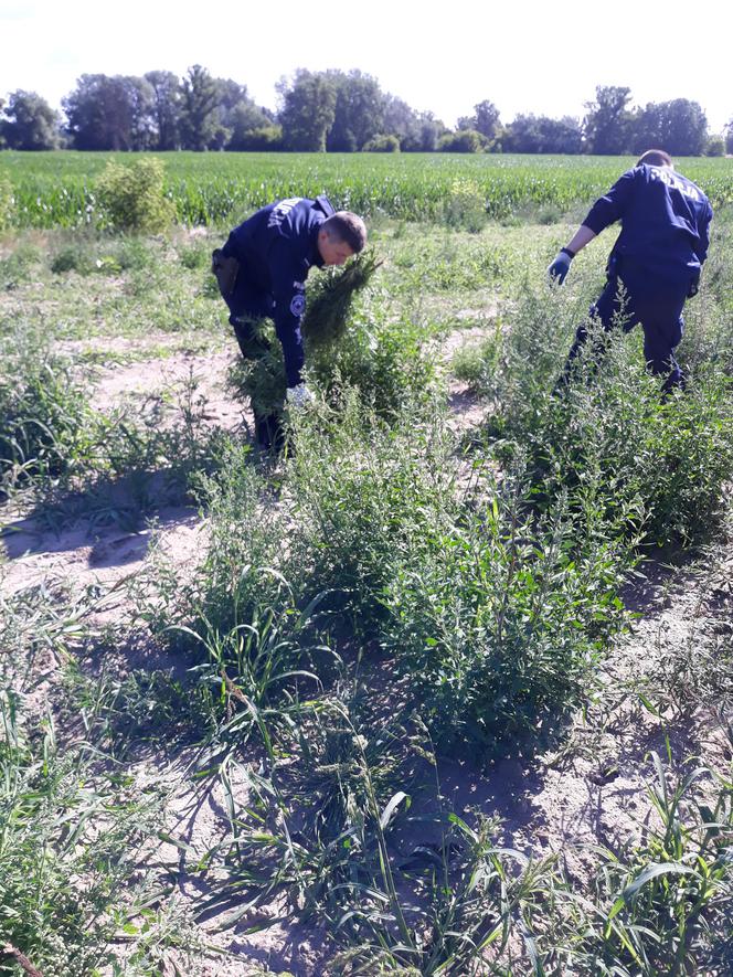 Gigantyczna plantacja marihuany funkcjonowała pod Toruniem. Ujawnili ją kryminalni z Aleksandrowa Kujawskiego