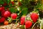 Czym i kiedy nawozić truskawki na wiosnę, aby miały dużo słodkich owoców