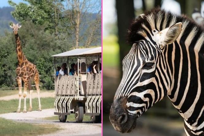 Park Safari w Czechach. Miejsce, gdzie warto zrobić postój w drodze do Chorwacji 