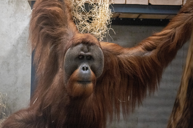 Orangutany sumatrzańskie