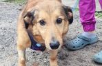 Aleksandrów Łódzki. Piesek Pimpuś potrzebuje pilnej pomocy. Zwróciła go rodzina adopcyjna