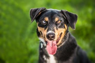 Trwa akcja Rekordowa Miska z Ceneo