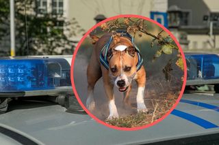 Atak amstaffa w Wałbrzychu. Dziewczynka w szpitalu