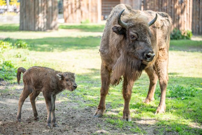 Narodziny żubrzyczki we wrocławskim zoo! Poznajcie Porzeczkę! [FOTO]