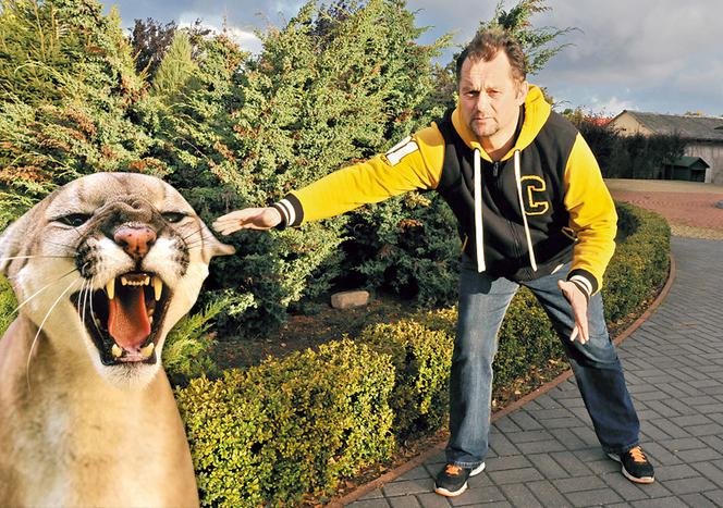 Puma grasuje na Pomorzu