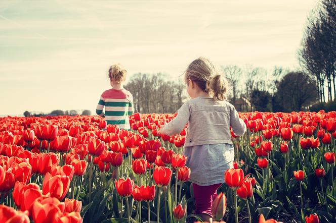 Znaczenie kwiatów: Tulipan