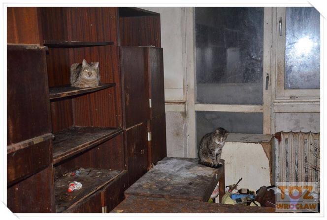 38 chorych, wygłodzonych kotów znalezionych w mieszkaniu małżeństwa na Gądowie. Szukają domów