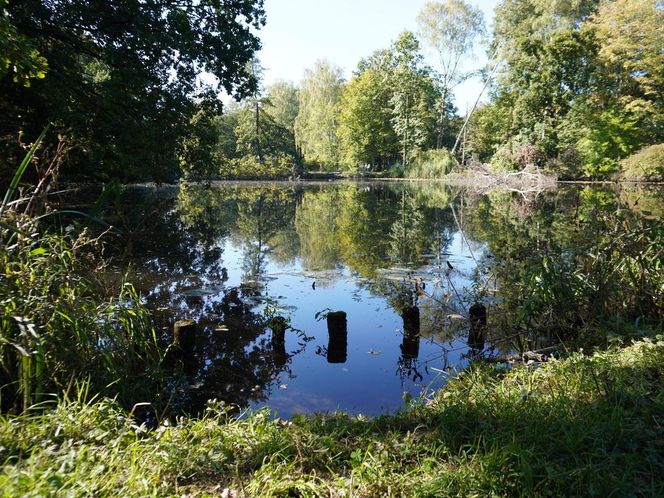 tłumy spokojnie spacerujących spacerowiczów w Pszczynie ZDJĘCIA