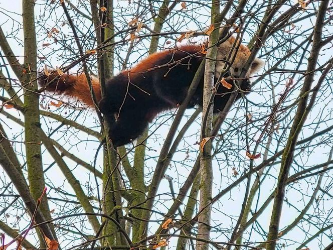 Panda, która uciekła z poznańskiego ZOO