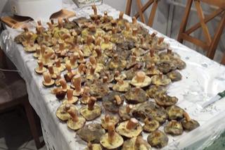 Wysyp grzybów w Janowskich Lasach! Czytelnicy chwalą się obfitymi zbiorami