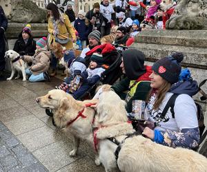 WOŚP 2024 w Krakowie. Grupa Golden Retriever opanowała cały Rynek Główny!