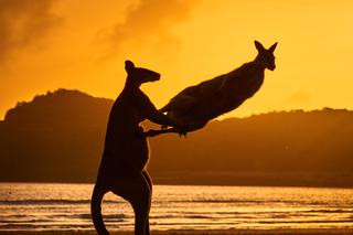 ©Michael Eastwell / Comedy Wildlife 2022. 