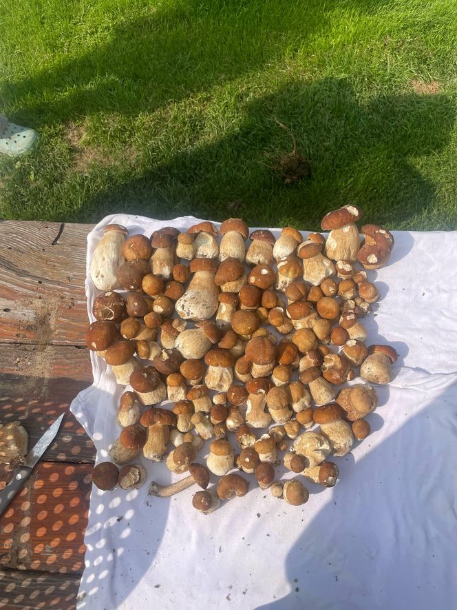 Wysp grzybów w woj. lubelskim
