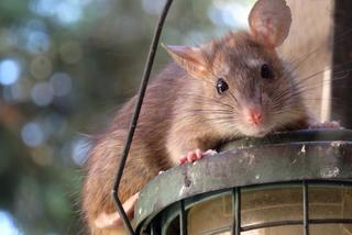 Problem ze szczurami w koszalińskim parku. Zachowajcie ostrożność podczas spacerów! 