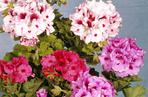 Pelargonia