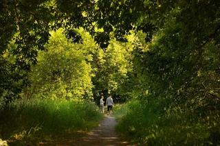 Gigantyczny spór o Park Naturalny Wrzosowisko. Ogromne emocje podczas sesji Rady Miasta Torunia