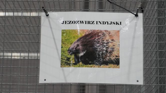 ZOOPARK w Lublinie. „Postawiliśmy na polski las. Chcemy promować nasze zwierzątka”