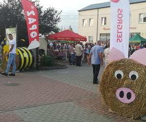 Gmina Siedlce, koncerty na dożynkach w Strzale – zdjęcia 