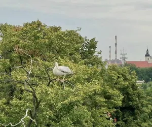 Pelikan uciekł z opolskiego zoo! Ważny apel do mieszkańców