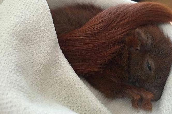 Wiewiórka znalazła opiekę w ośrodku fundacji Dzika Ostoja