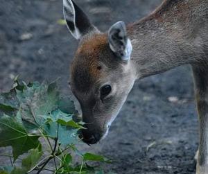 Jelonki Sika z warszawskiego ZOO