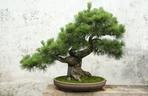 Drzewko bonsai