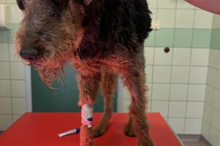 Bieszczadzki pies Teo walczy o zdrowie