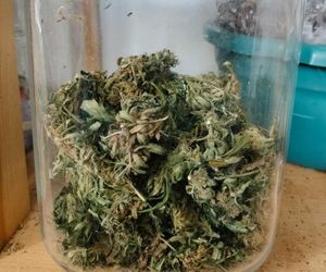 Areszt za uprawę marihuany. 